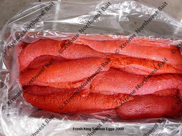 Fresh Salmon Egg, Fresh Salmon Roe, Xtreme Northwest Bait Co